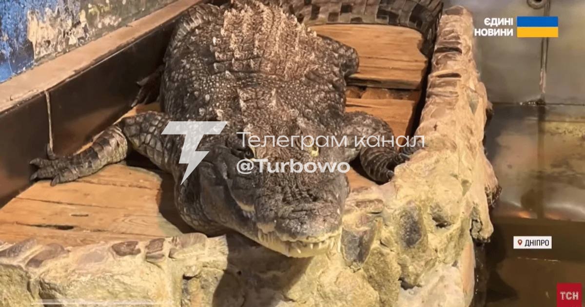 Російські окупанти знищили найбільшого в Україні крокодила Гену