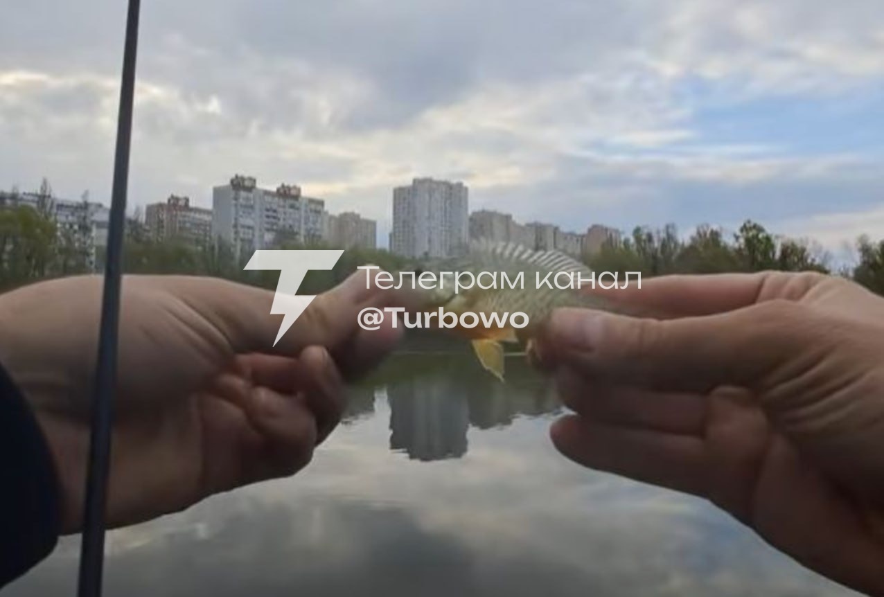 Окунь-піранья» активно розмножується у водоймах Києва Рибалки занепокоєні загрозою…