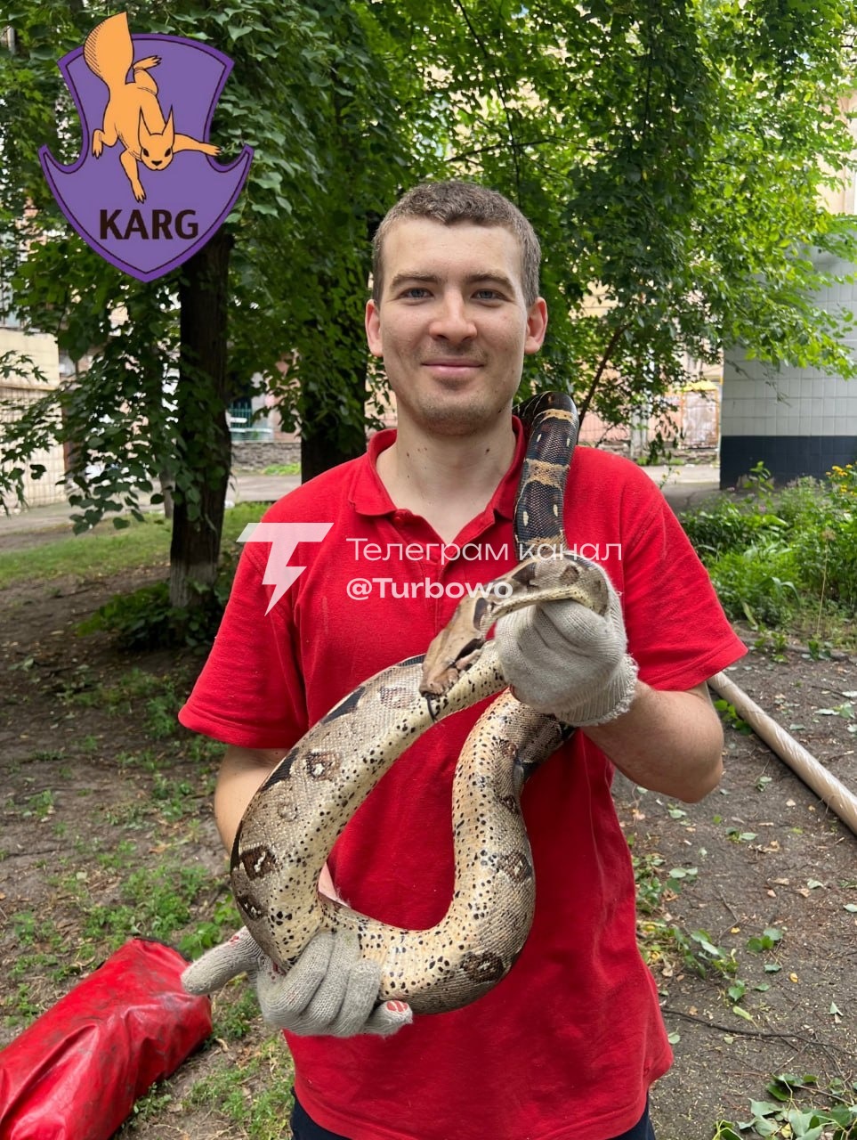 У Києві рятувальники зняли з дерева імператорського удава, який утік від власників
