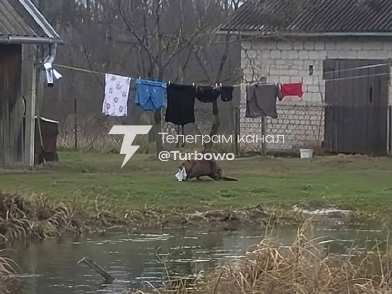 У Польщі місцевий житель страждає від того